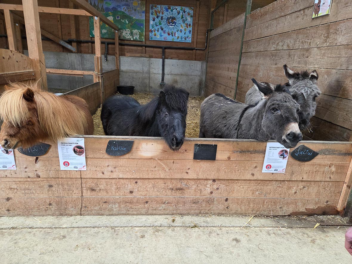 2026spenden 01Esel Bernd und seine Freunde