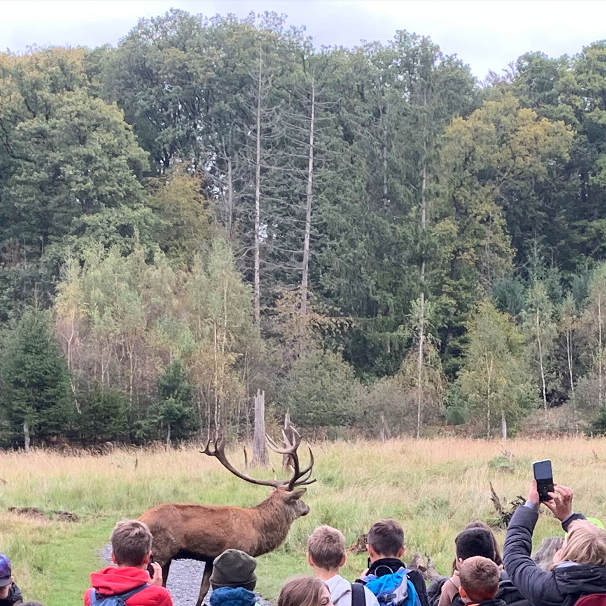 Hirsch